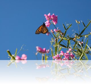 Monarch on sweet-pea