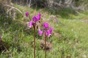 IMG_7518 mosquitobills shooting star