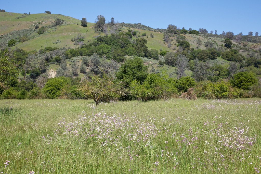 Southern end of Coyote Creek Trail