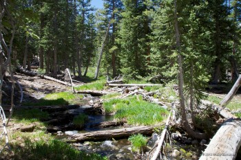 Lehman Creek