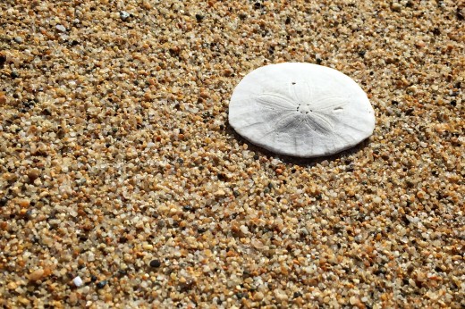 Sand dollar at Fort Ord Dunes State Park