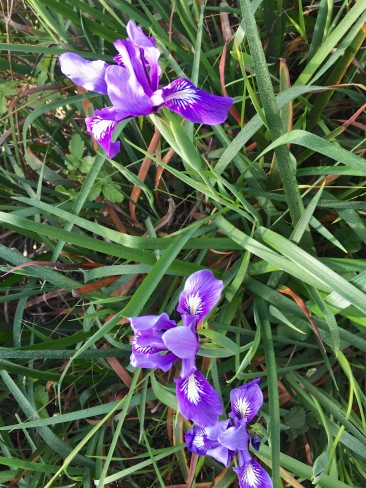 Wild Iris