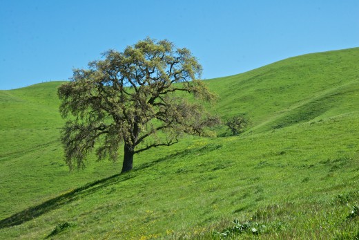 A lone oak in Del Valle