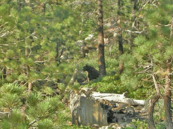 Bear!
